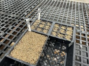 Three plastic seed starting trays with soil and vermiculite in a greenhouse
