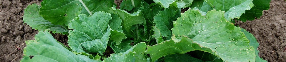 A pile of leafy greens on a dirt surface
