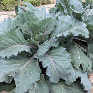 A large collard plant in a garden.