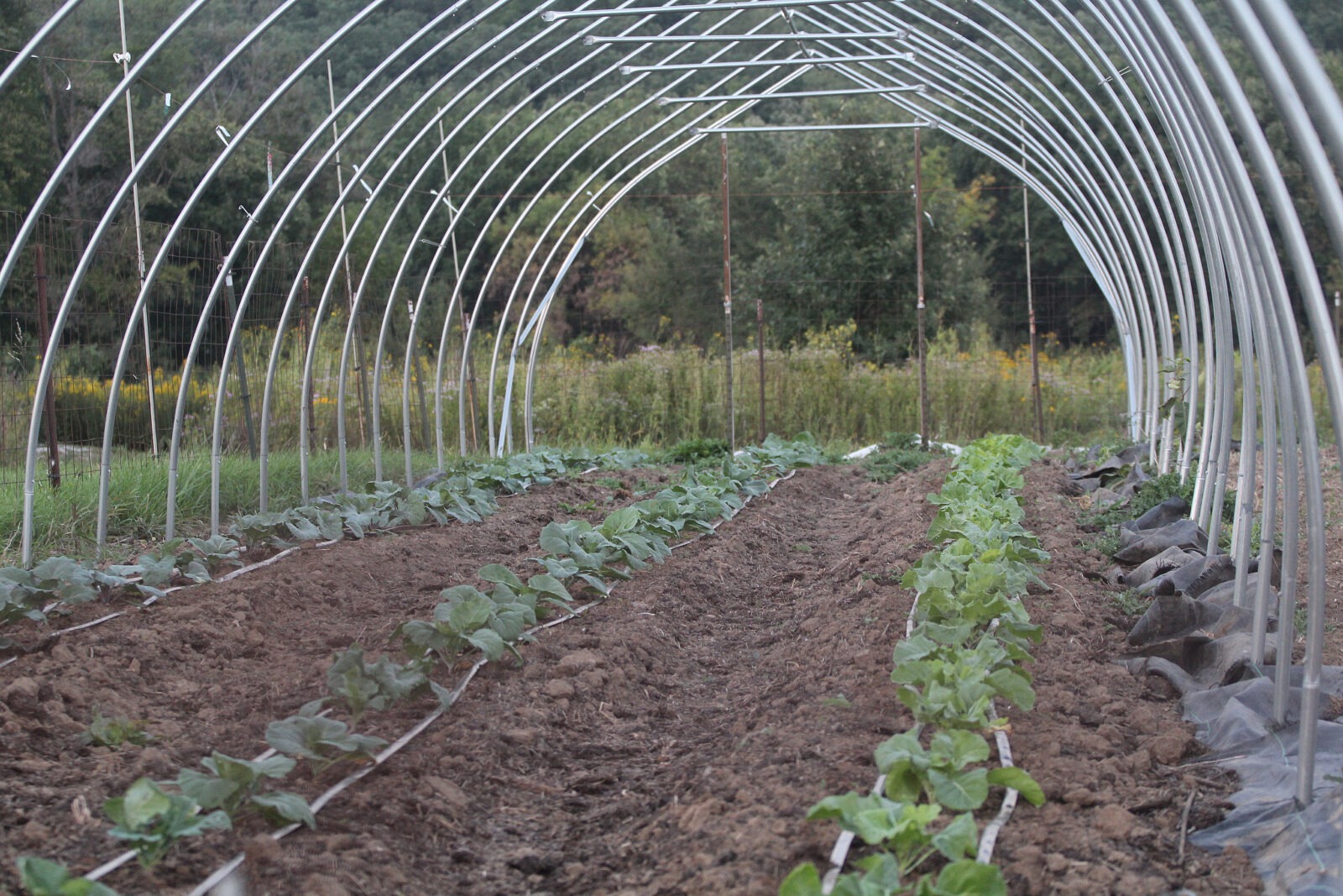 Several rows of small collard plants underneath an uncovered hoop tunnel structure