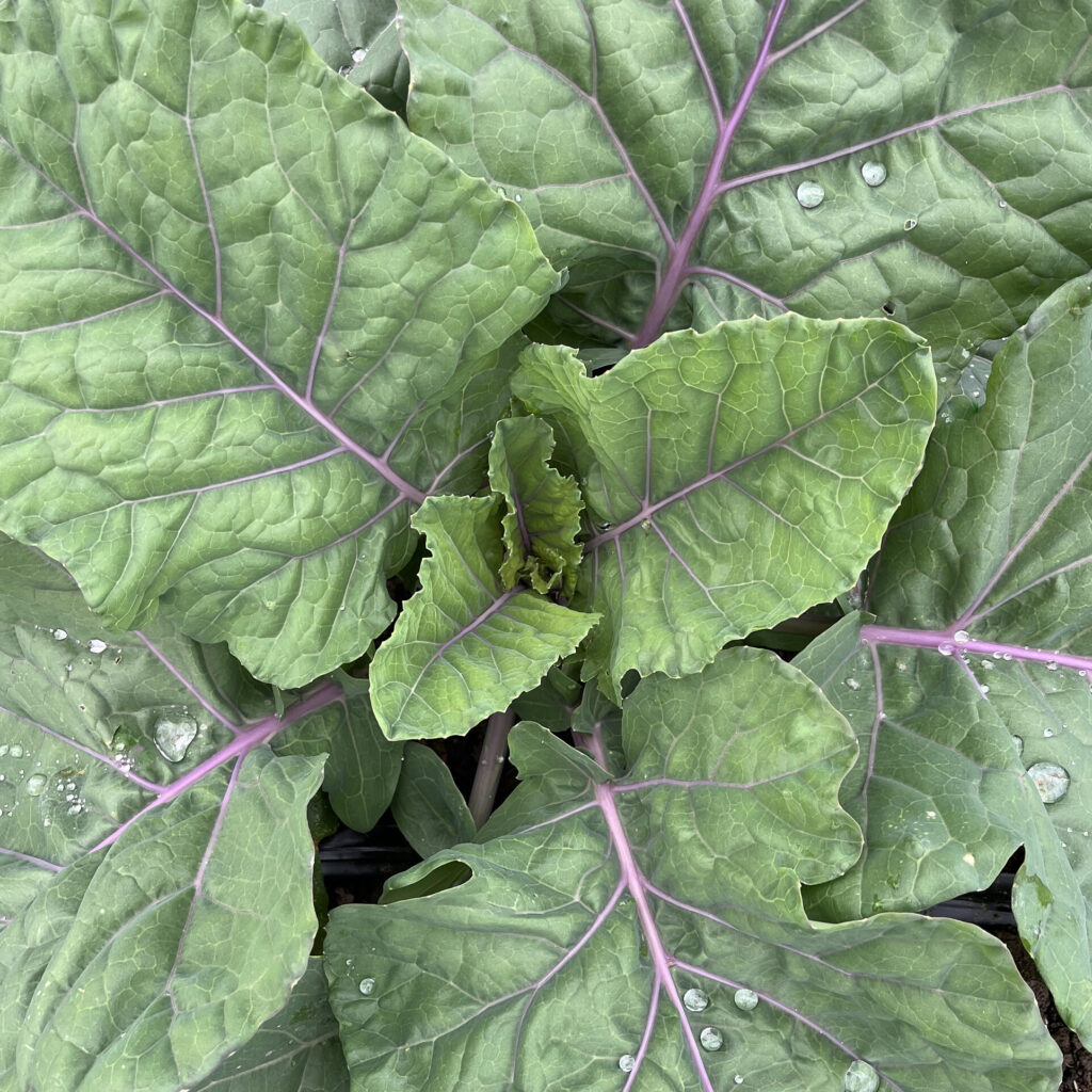 Close up of a collard plant with light green leaves and reddish veins.