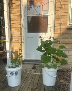 Two white buckets with plants growing in them on a back porch