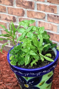 A small decorative blue and green pot in which are several different herbs growing