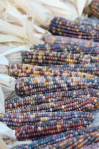 A row of corn cobs with the husks pulled back, exposing multicolored kernels, of the variety 'Glass Gem' corn.