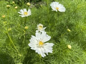Several 'Fizzy White' cosmos flowers among feathery green foliage