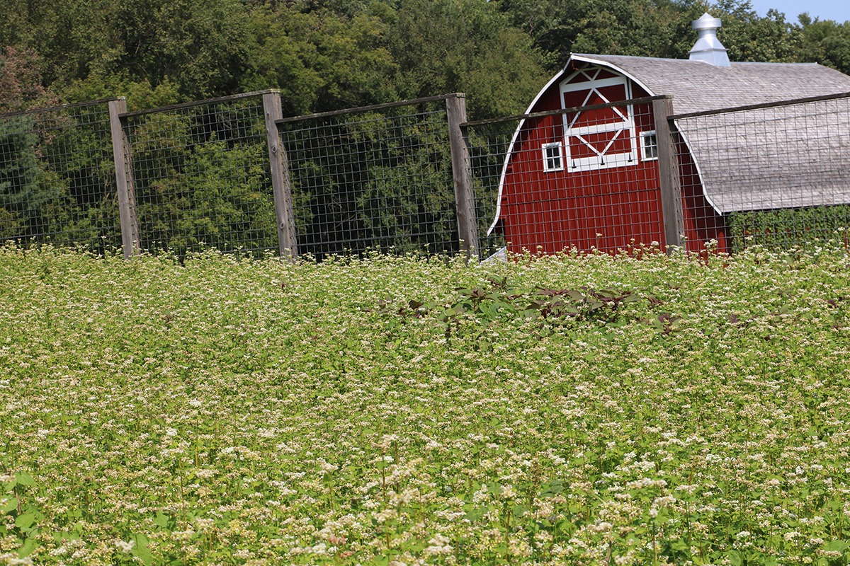 A green field in front of a red barn