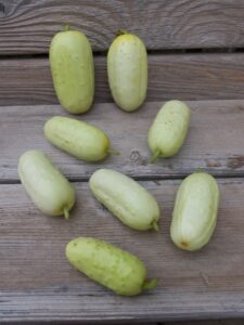Eight small, pale green 'North Carolina Heirloom' cucumbers on a planked wooden surface.