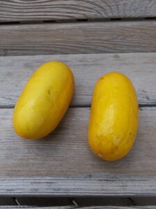 Two small yellow 'North Carolina Heirloom' cucumbers on a planked wood surface.