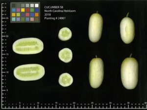 Several small, light green 'North Carolina Heirloom' cucumbers on a black background with measurement markers. Four are whole, and some are slices.