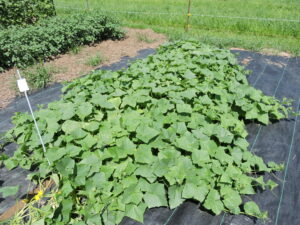 A patch of 'North Carolina Heirloom' cucumbers growing over a tarp, taken from above with mostly leaves visible.