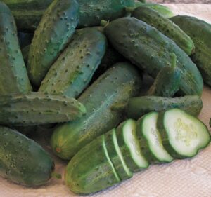 A pile of 'Snow's Fancy Pickling' cucumbers, with one sliced cucumber.