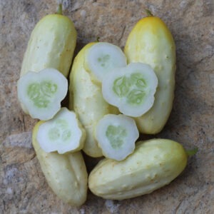 A cluster of 5 short, whole, pale-yellow 'Miniature White' cucumbers, with several cucumber slices on top of them 