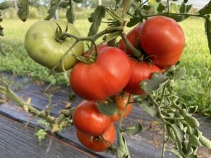 A cluster of many medium-sized red 'Debbie' tomatoes and one green tomato hang from a tomato plant vine