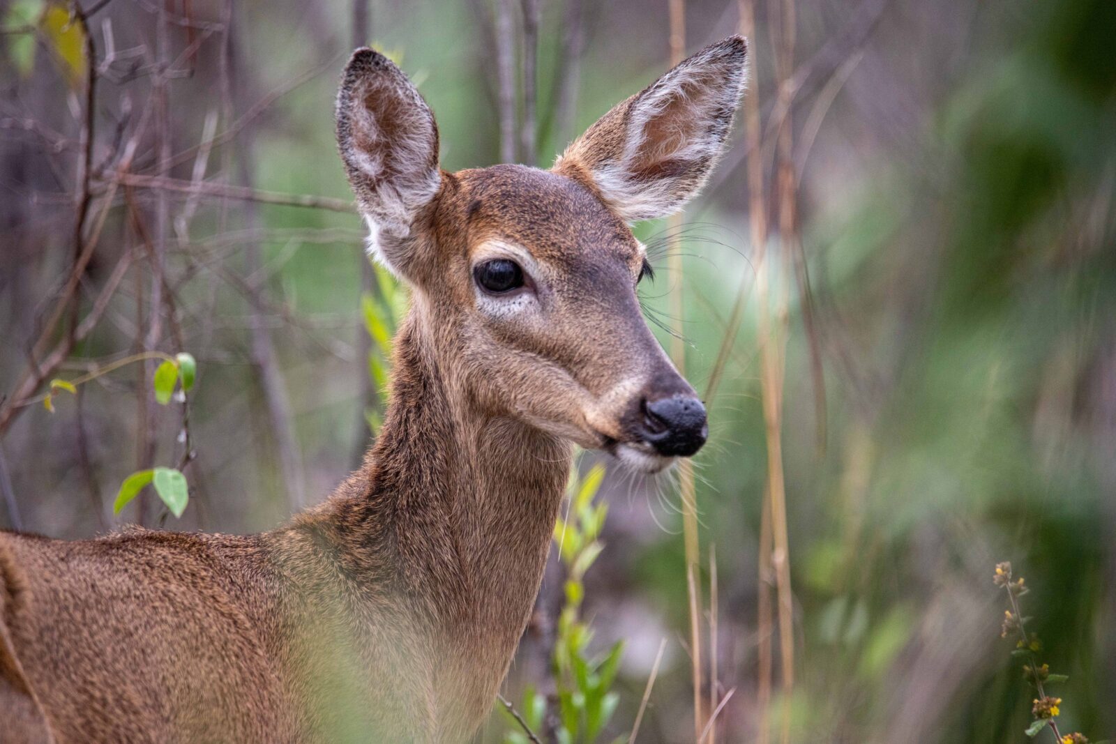 A female deer in the woods.