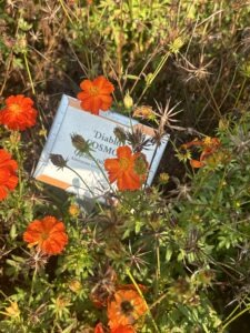 Many orange 'Diablo' cosmos flowers and several dried seed heads