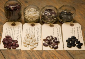 Small glass jars of four different heirloom lima beans, lined in a row with large white identifying tags and a small pile of each variety