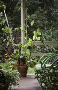 A pot on a patio containing rainbow Swiss chard as well as beans growing up a trellis, in the foreground are other potted plants and a green chair