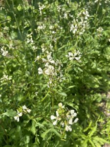 Many arugula plants with tiny white flowers