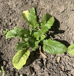 A small arugula plant with tiny holes on its leaves