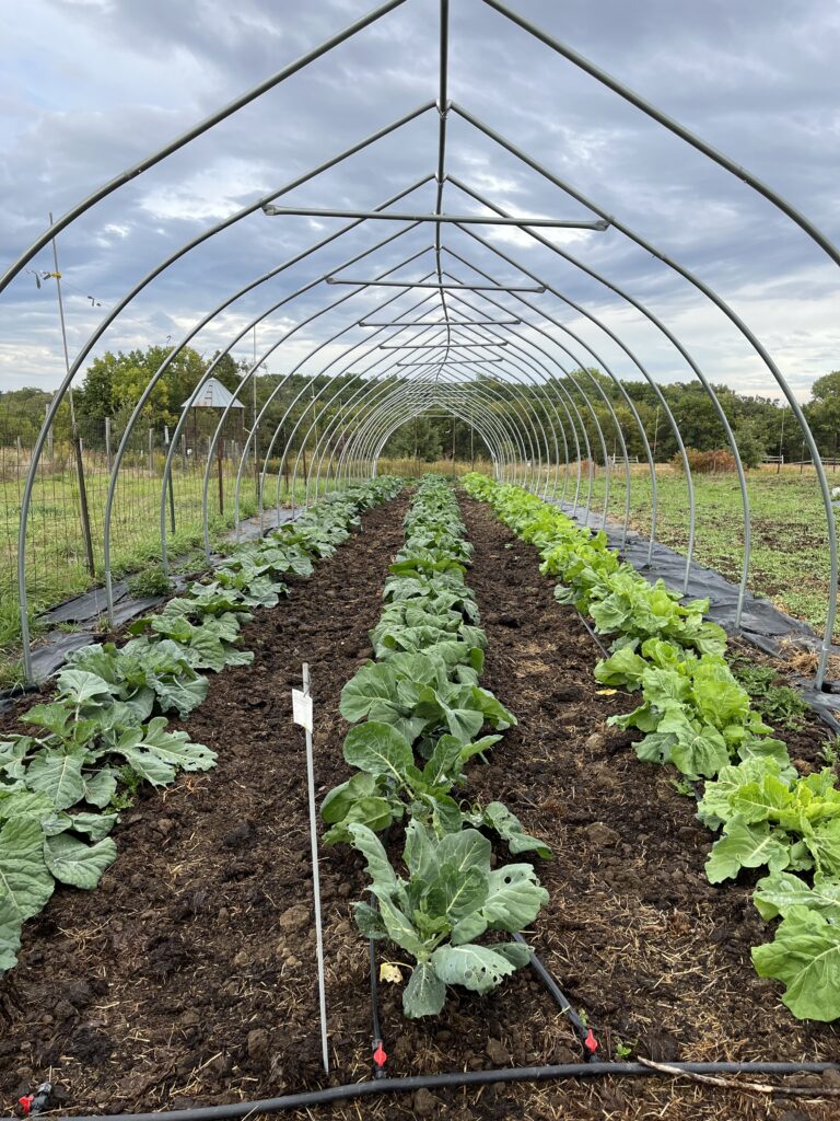 Three long rows of leafy collard plants growing outdoors under metal hoop structures.