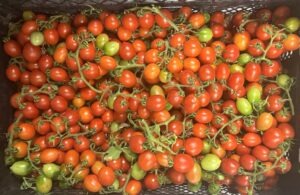 A large crate full of green, pink, and red cherry tomatoes on vines