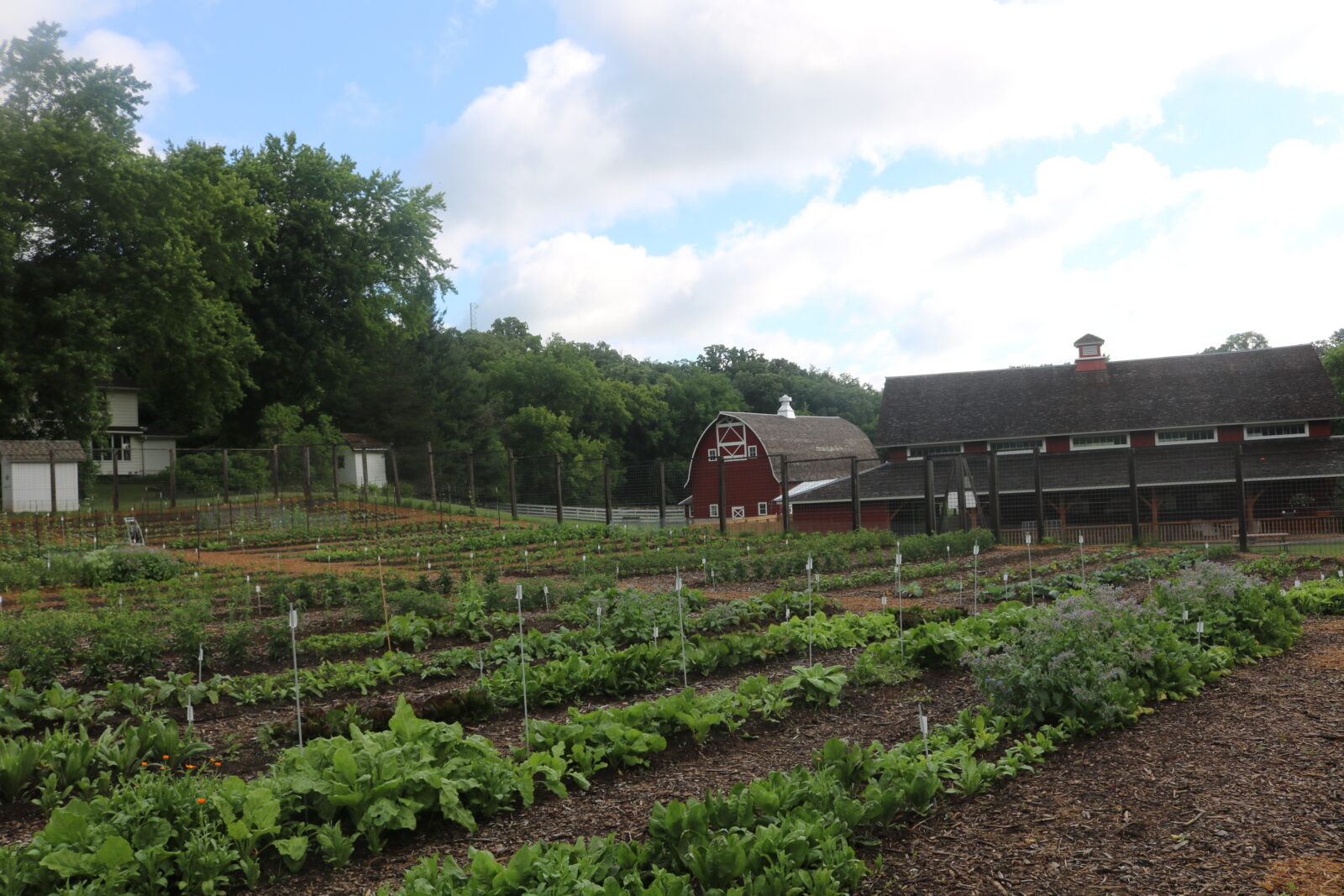 Rows of plants in the evaluation garden at Heritage Farm