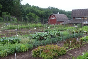 A large garden with many plants and a red barn in the distance