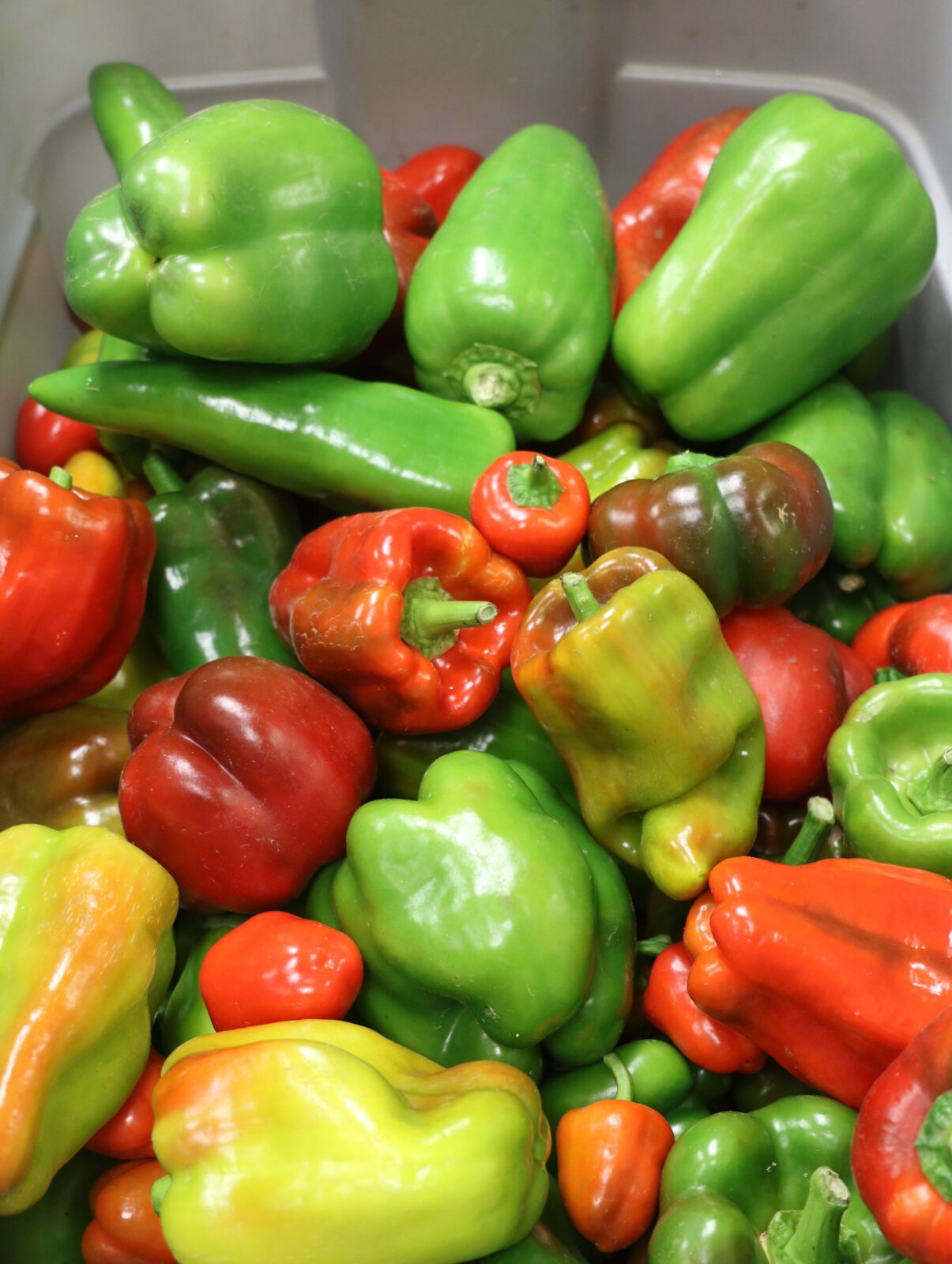 A bunch of different shaped and color peppers in a bucket