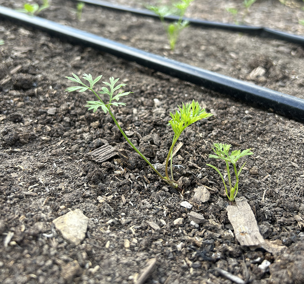 A small carrot seedling emerging from the soil next to a line of drip irrigation tape