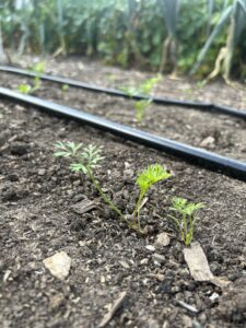 Several tiny carrot seedlings rising from the soil, with irrigation lines and other plants in the distance