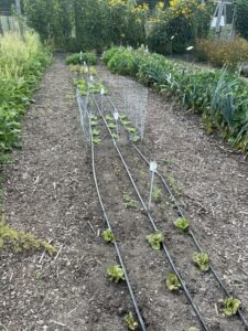 A row of small lettuce and carrot plants in a garden in between row rows of other larger plants