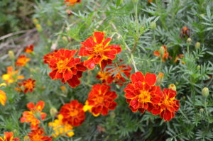A group of bright orange marigolds with yellow centers and feathery green leaves