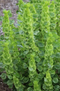 Many tall, upright, green bells of Ireland flowers