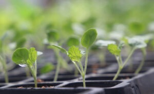 Many young bells of Ireland flower seedlings in plastic cell packs