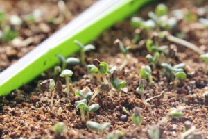 Many tiny flower seedlings emerging from the soil next to a green plant label