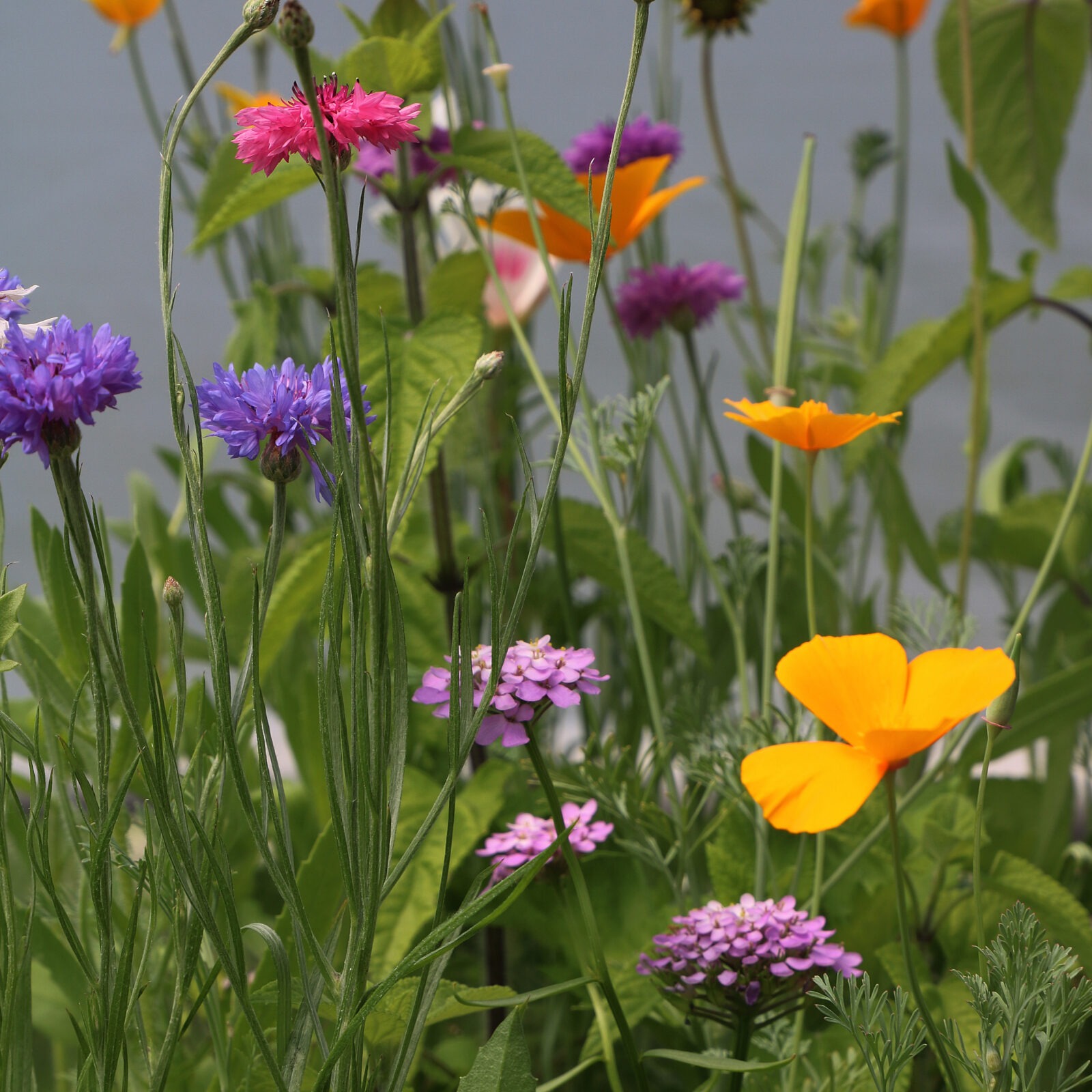 A colorful assortment of pink, purple, orange, and yellow flowers