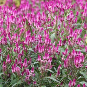Many pink plumed 'Ruby Parfait' celosia flowers