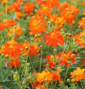 Many bright orange 'Diablo' cosmos flowers in a garden