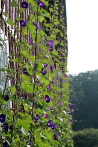 Many tall vines with purple 'Grandpa Ott's' morning glory flowers climbing up the side of a barn