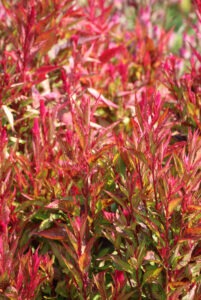 Many bright red 'Himalayan' celosia flowers with red and green leaves
