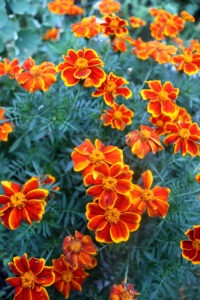Many 'Red Marietta' marigold blooms in a garden