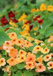 A garden with many 'Tip Top' nasturtium plants with yellow-peach flowers