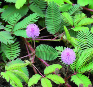 Several lilac-pink spherical 'Sensitive Plant' flowers among green leaves that close when touched