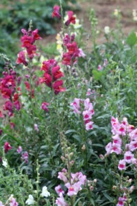 A lush flower garden with dark and light pink 'Tetra Mix' snapdragons