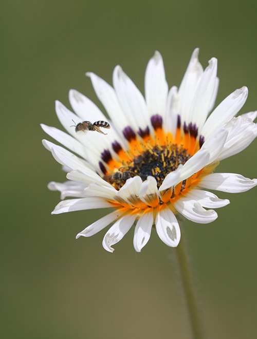 A flower with white petals and an orange and purple center with a small bee flying inside