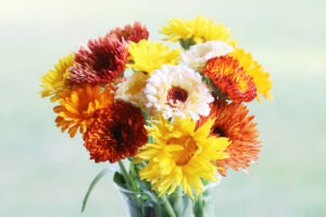A glass vase with yellow, orange, red, and ivory 'Calendula Mix' flowers in it