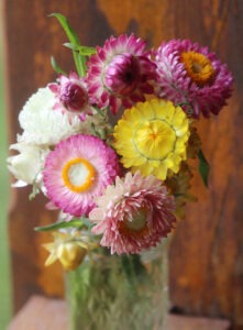 A vase full of pink, yellow, and white strawflowers