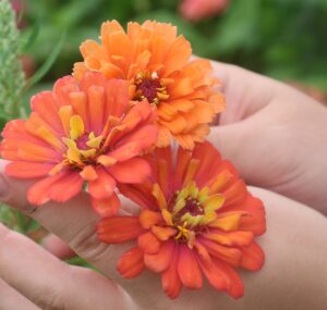Two hands hold three orange-peach zinnia flower heads