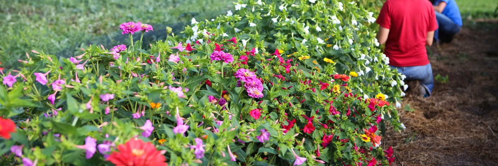 Many pink, red, and white flowers growing in a field