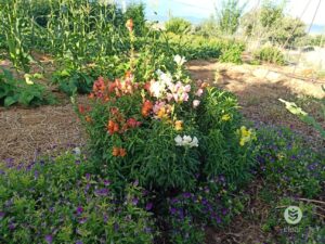 A bunch of colorful snapdragon flowers next to shorter purple flowers in a large garden